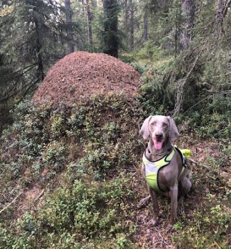 Svalbo Hundcenter hundpensionat