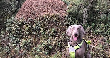 Svalbo Hundcenter hundpensionat