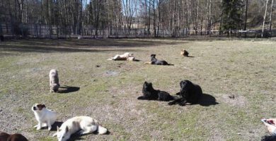 Hundra Hundar hunddagis vipängen hundpensionat