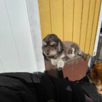 Becketorp Hunddagis & Pensionat