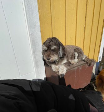 Becketorp Hunddagis & Pensionat