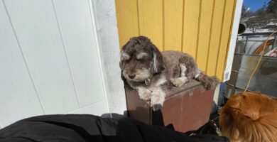 Becketorp Hunddagis & Pensionat