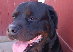 Håslövs Hundpensionat AB