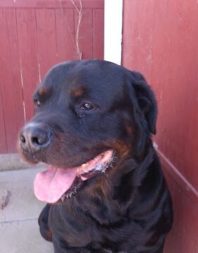 Håslövs Hundpensionat AB