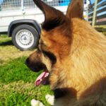 Dogpro´s Hundpensionat