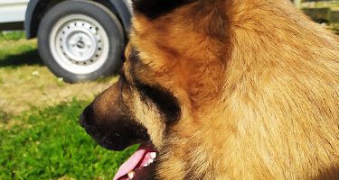 Dogpro´s Hundpensionat