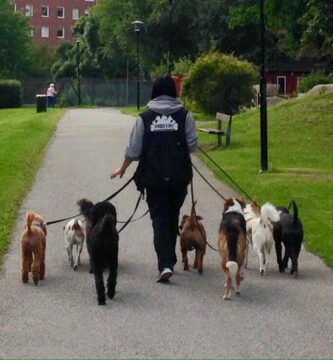Hundens Hörna Huvudsta hundpensionat