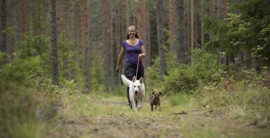 Heddas Hundservice hundpensionat