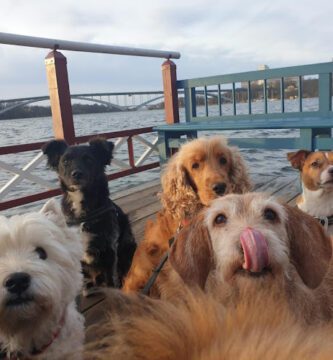 Stockholms Hundforum Hunddagis Kungsholmen - Fridhemsplan