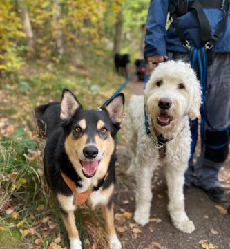 Mölndals hunddagis - Mölndal