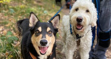 Mölndals hunddagis - Mölndal