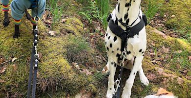 Hundens Hem Hunddagis i Göteborg