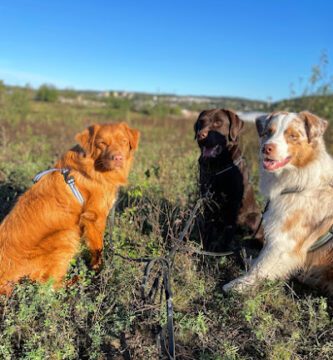 AMNIS HUNDHUS Gärde