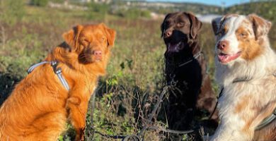 AMNIS HUNDHUS Gärde