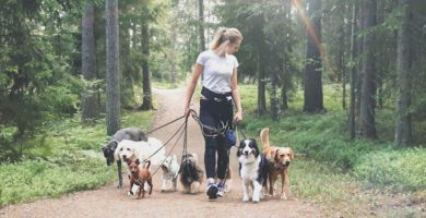 Changdobels - Vallentuna Hunddagis