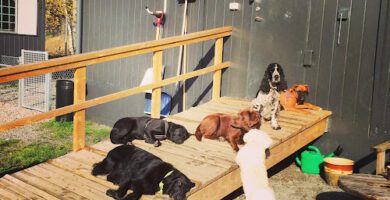 Hundar i alla väder AB