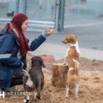 Hund i centrum Tagenevägen