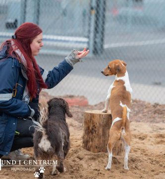Hund i centrum Tagenevägen
