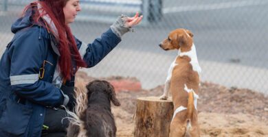 Hund i centrum Tagenevägen