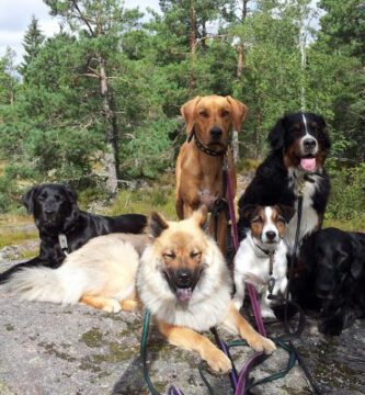 Grimstalyan Hundcenter