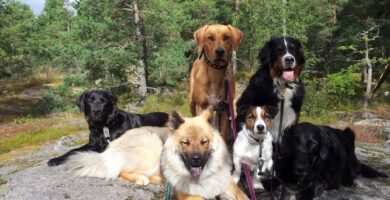 Grimstalyan Hundcenter