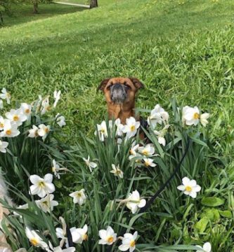 Stockholms Hundforum Hunddagis Kungsholmen - Thorildsplan