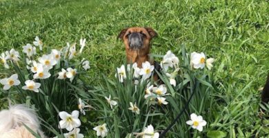 Stockholms Hundforum Hunddagis Kungsholmen - Thorildsplan