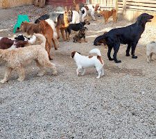 ​​Limhamns Hunddagis