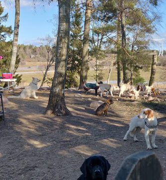 Stockholmshundarna i Ur & Skur