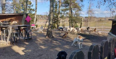 Stockholmshundarna i Ur & Skur