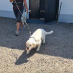 Hunddagiset på landet