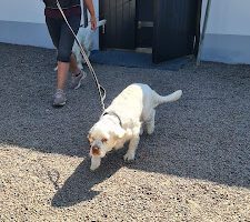 Hunddagiset på landet