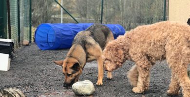 Dog Life Hundcenter hundpensionat