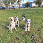 Norrköpings Hunddagis & Djurvakt AB