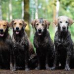 Hökagårdens Bed & Breakfast