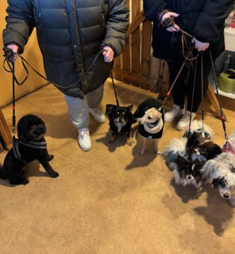 Hundedens Dagis HB