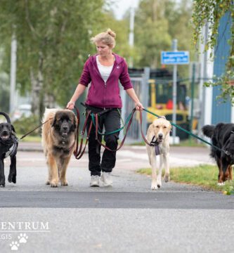 Hund i Centrum Hildebrandsgatan - Backaplan