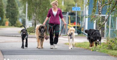 Hund i Centrum Hildebrandsgatan - Backaplan