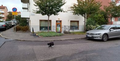 Pyttelitens Hunddagis hundpensionat