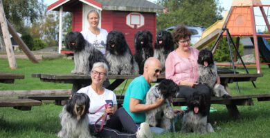 Kennel By Frost hundpensionat