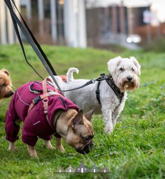 Göteborgs Hunddagis-Högsbo hundpensionat