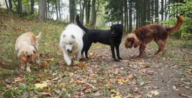 Grönadals hunddagis hundpensionat