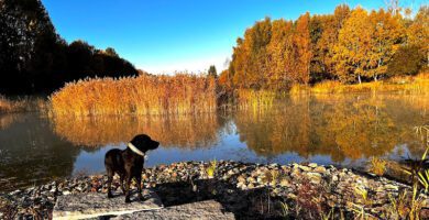 Hundelska hundpensionat