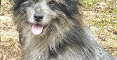 MM Hund hundpensionat