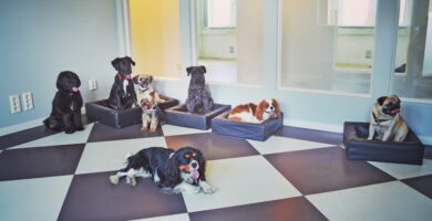 Changdobels - Danderyd Hundiversum