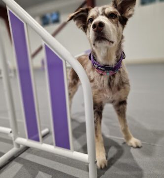 Aktiv Hundcenter i Vismarlöv