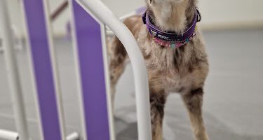 Aktiv Hundcenter i Vismarlöv