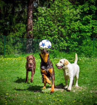 Changdobels - Taby Hundcenter