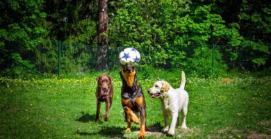 Changdobels - Taby Hundcenter