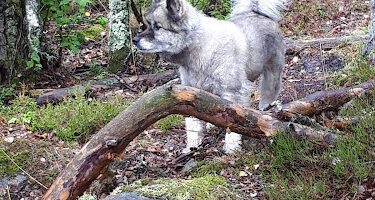 Wädersjö Hundpensionat och dagis hundpensionat